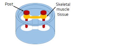(c) Skeletal muscle cell device (illustration)）