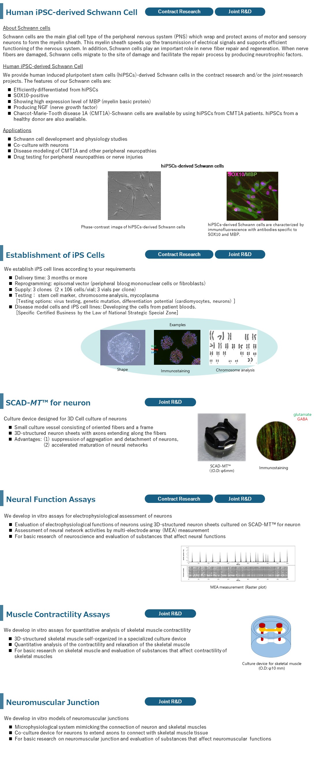 iPS cells, establishment, neuron, device, neural function, muscle contractility, assay, neuromuscular junction, skeletal muscle, axons, evaluation, in vitro