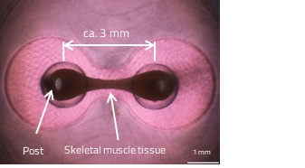 Fig. 2. 3D Cell Culture of Skeletal Muscle Tissue