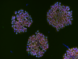 iPS cell immunostaining