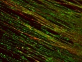 Neuron immunostaining