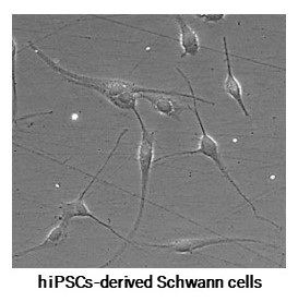 Schwann, Schwann cell, iPS cell, establishment, neuron, device, neural function, muscle contractility, assay, neuromuscular junction, skeletal muscle, axons, evaluation, in vitro